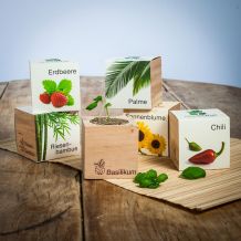 Ecocube – plantes dans cubes en bois
